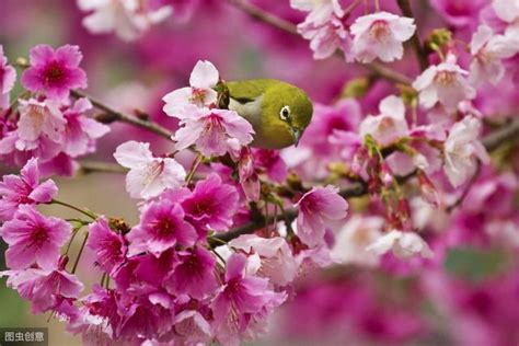 桃樹 風水|桃樹助桃花運？真相是